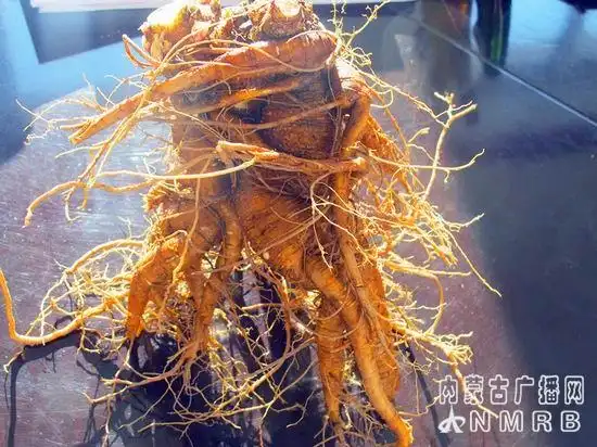 大小兴安岭的草参,也叫四叶菜,真正的名字叫什么?