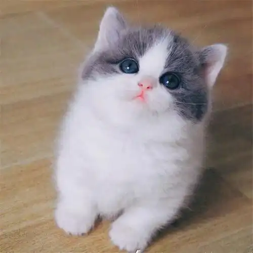 纯种蓝白幼猫英国短毛猫宠物小猫咪活物折耳蓝猫幼崽活体加菲布偶