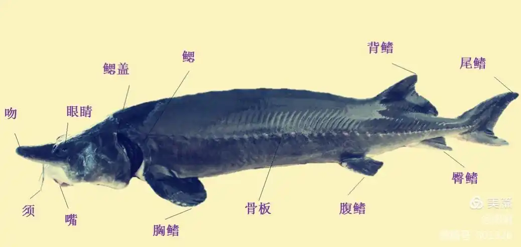 家长进课堂之科学篇"认识鲟鱼"