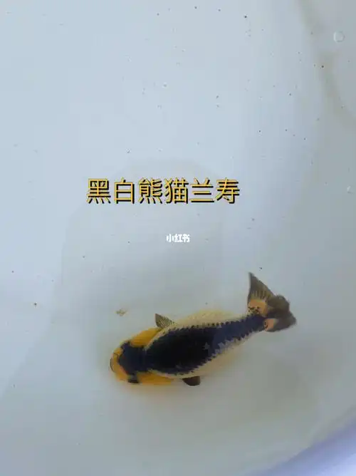 熊猫黑白兰寿