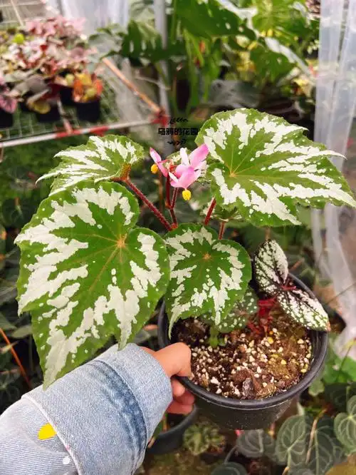 我们的秋海棠大棚让你秋海棠自由