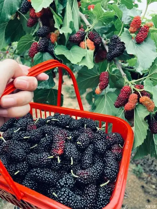 日日常欢愉,万事皆胜意,我们的桑葚采摘记