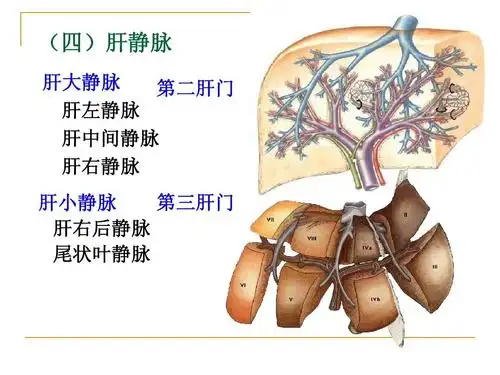 (四)肝静脉 肝大静脉 第二肝门 肝左静脉 肝中间静脉 肝右静脉 第三肝