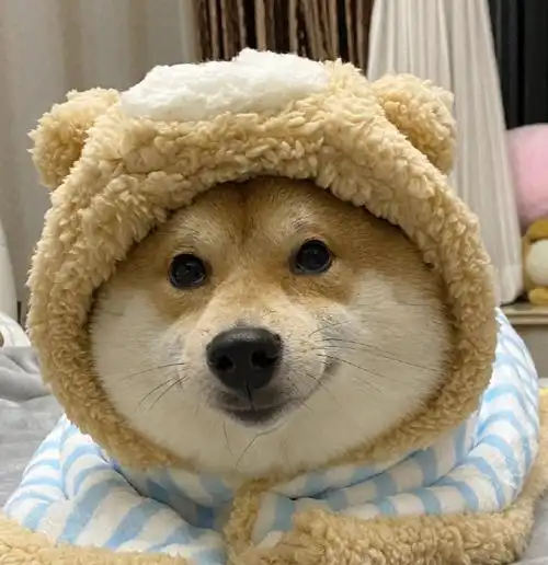 家里的狗子小毯子已经盖好,有没有人想抱抱#萌宠初冬日记##柴犬头像