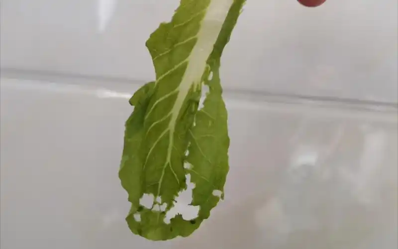 国考后遗症之发黄的烂菜叶