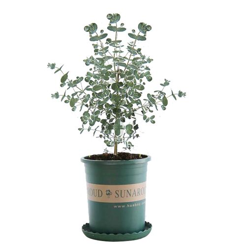 尤加利叶盆栽小树苗圆叶心形室内阳台四季常青好养活绿植物苹果桉