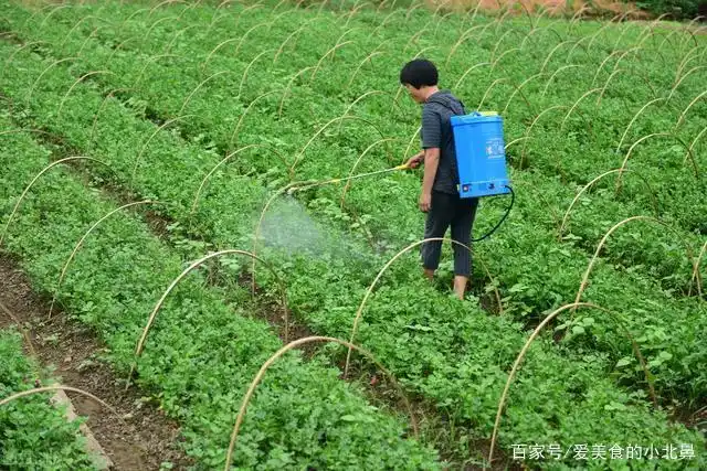 种植芹菜想要产量高,浇水施肥少不了,农户们需要注意几点