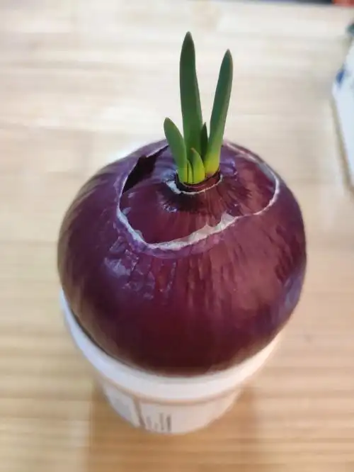 记录丨第一次种洋葱第四天