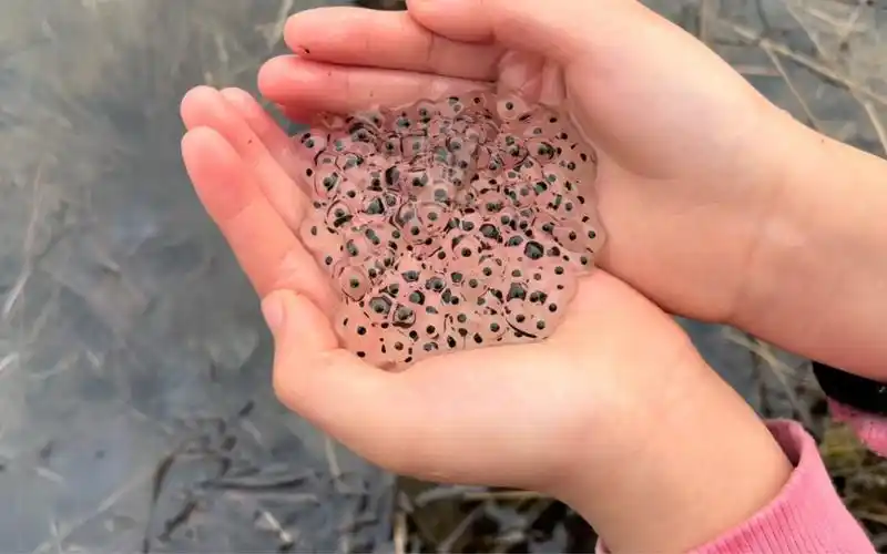 真快今天就发现了林蛙卵一个个神奇的小生命就这样