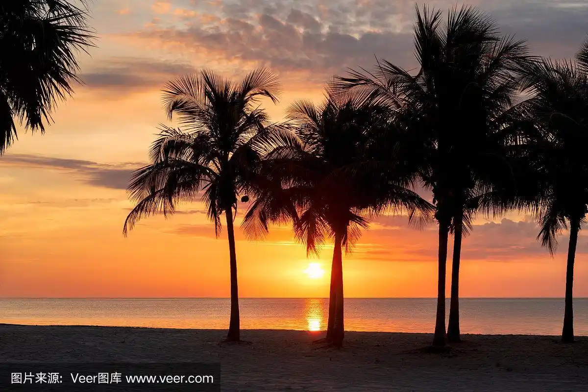 热带海滩椰子树上的日出