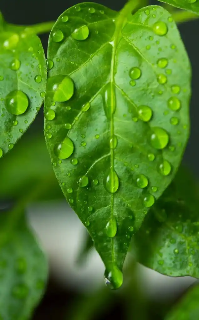 叶子上的水滴,绿叶加水滴