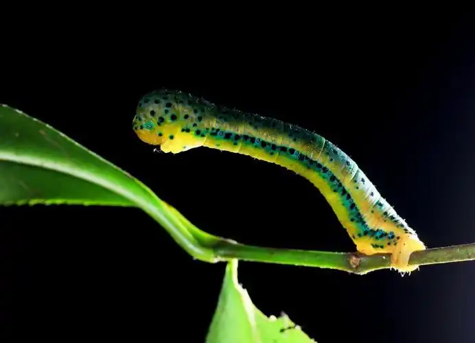 会动的小山果(尺蛾幼虫)