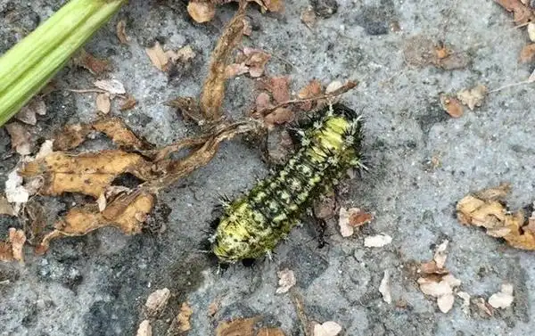 钓鱼时被毛毛虫蛰,刺痛并且发痒,要上医院吗?