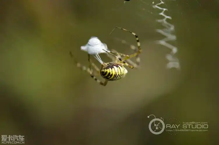 精彩~记录~蜘蛛吐丝捕食全过程!