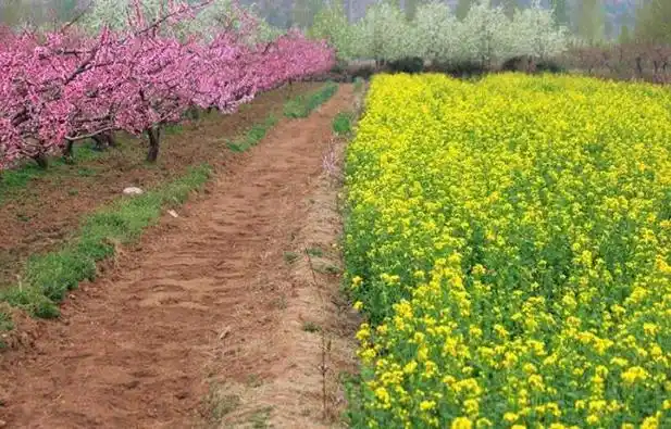 春天的田野作文300字 - 二年级