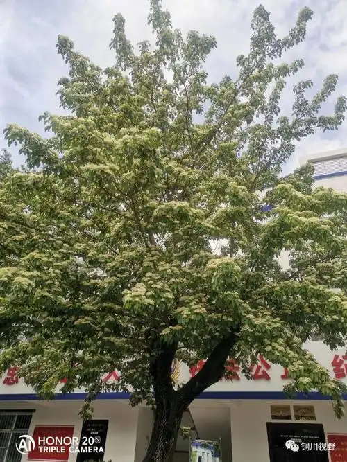 长了四十年的油树