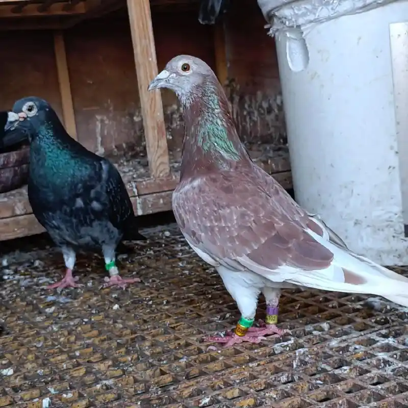 杨登元西翁鸽#西翁 - 抖音