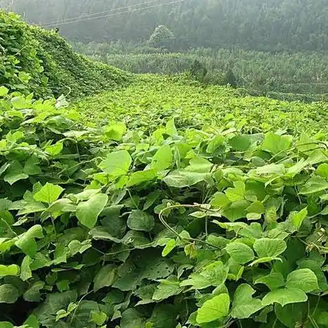 葛藤如何种植(葛根藤种植)_种植技术_371种养致富网