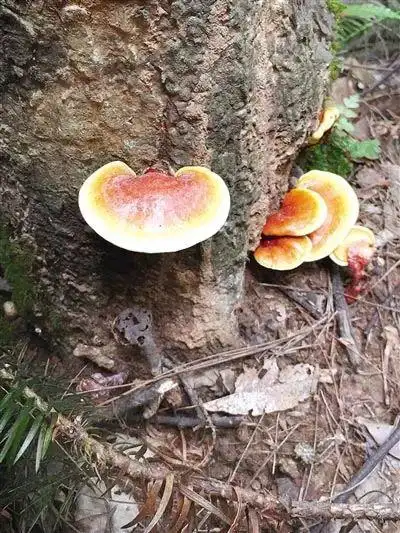 这些蘑菇能吃 鸡油菌灰花纹鹅膏-剧毒大青褶伞-有毒这些蘑菇不能吃