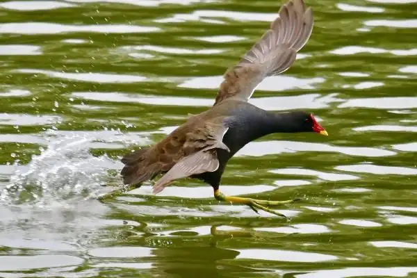 白面水鸡是几级保护