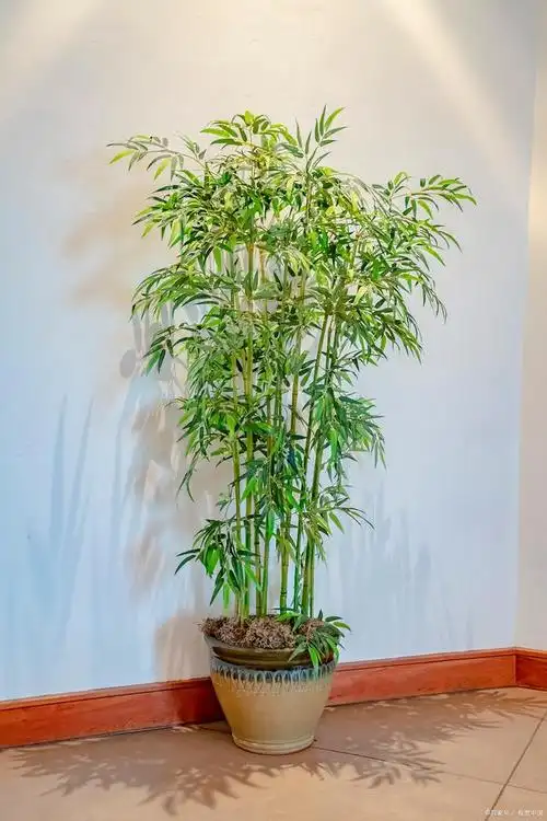 盆栽竹子养护有道,这些要点让你轻松养出茂盛竹子!