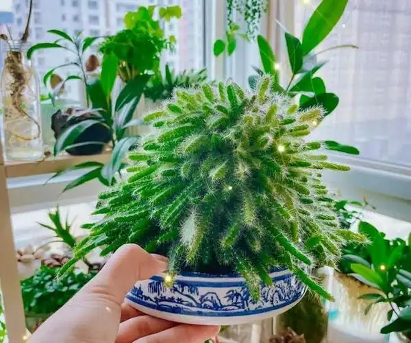 种子盆栽:养一盆火龙果苗,比多肉还好看