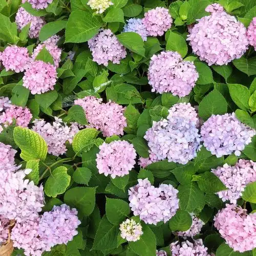 本周有花夏天的绣球花