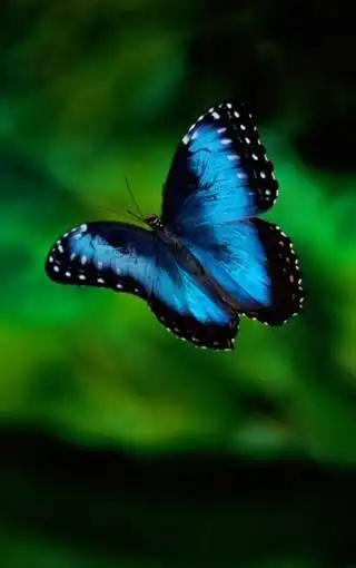 蝴蝶唯美写真手机壁纸