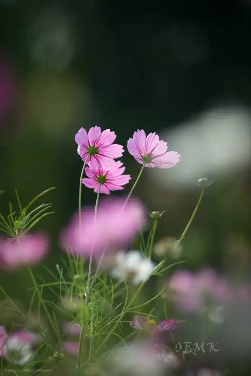 阳光下  格桑花