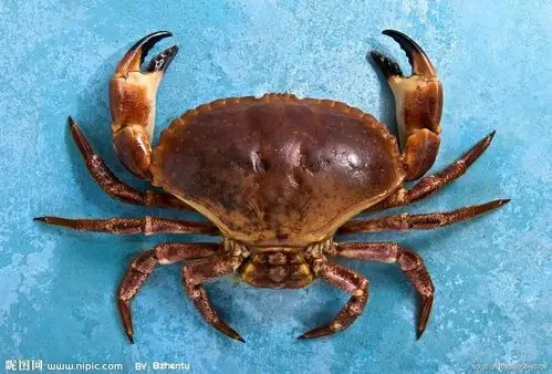 河海鲜蟹图片