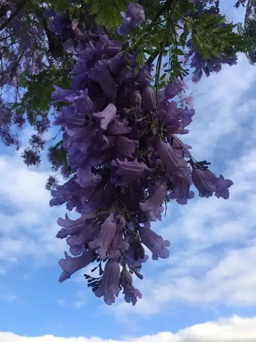 我和蓝花楹有个约会