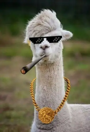 羊驼金链子抽烟墨镜gif动图_动态图_表情包下载_soogif