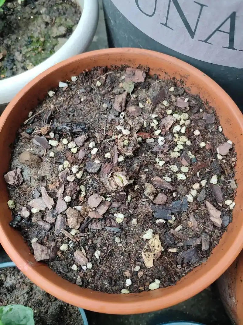 洋水仙发芽97了#一花一草一世界 #植物生长过程 #生命的力 - 抖音