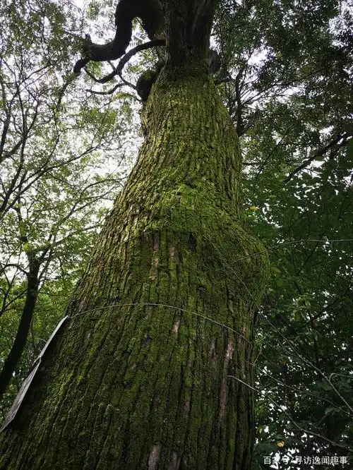 这里有棵香椿树,160多岁了,树身粗大,令人惊叹