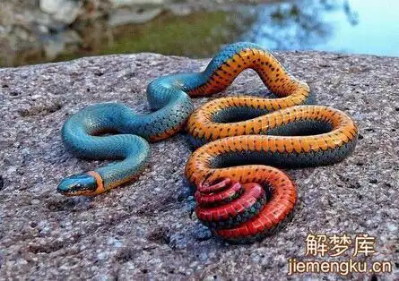梦见彩色蛇
