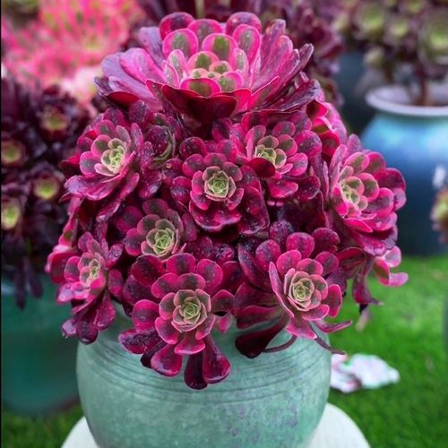 美杜莎多肉植物法师锦粉女巫高档肉肉批发好养超大颗老桩花卉盆栽