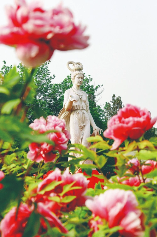 河洛地理:洛阳牡丹甲天下_腾讯新闻