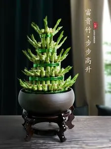 绿植小盆栽节节高富贵竹