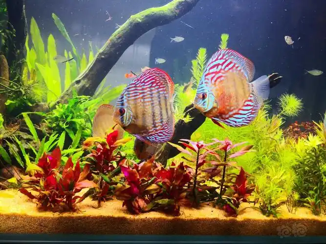 神仙鱼草缸养的七彩温度28度