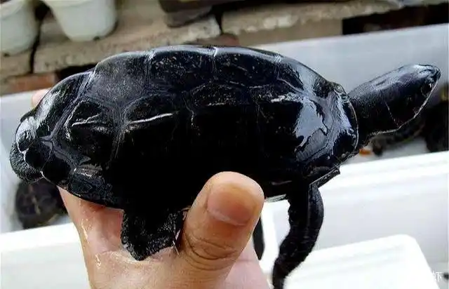 中华草龟墨化后更漂亮,我们怎么才能实现墨化?照做就行