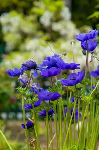 世界花园之旅之加州gamble garden