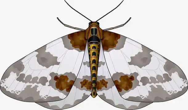 灰纹翅膀飞蛾矢量素材