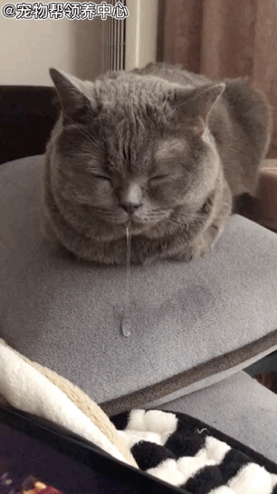 飞流直下三千尺小蓝猫瞌睡时流口水模样笑晕铲屎官