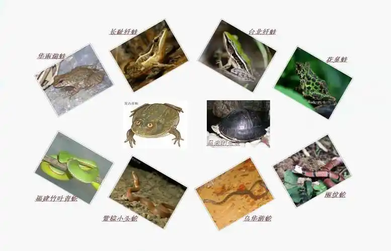 鼎湖山自然保护区两栖爬行动物名录又添新成员