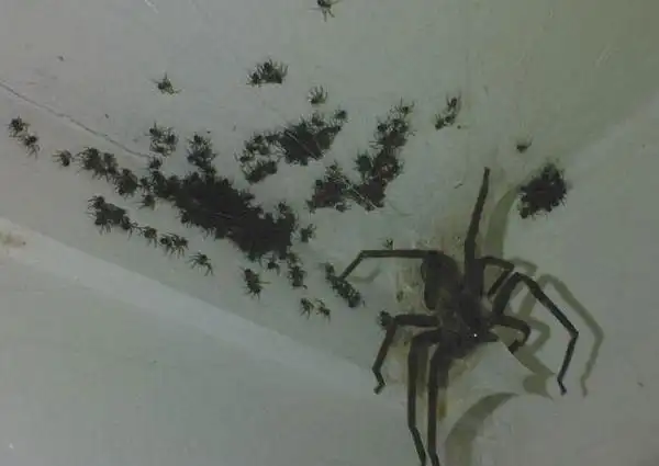 当我看到一只蜘蛛,就想到房子里有