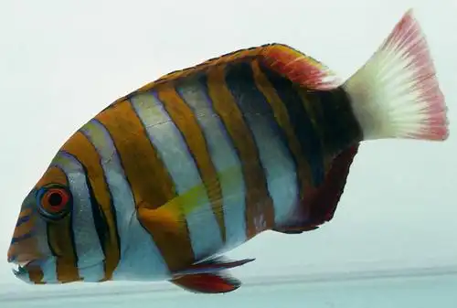 无人,横图,室内,特写,白天,白色背景,侧面,一条,阴影,花纹,光线,鱼