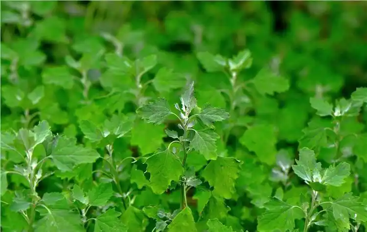 藜图片藜野菜图片