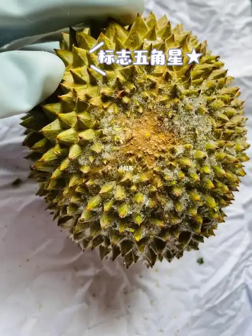 标准的猫山王五角星8215,下雨天出货中,爱吃榴莲的小伙伴过来研究