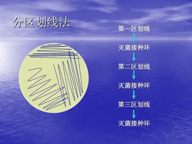 分区划线法 第一区划线 灭菌接种环 第二区划线 灭菌接种环 第三区