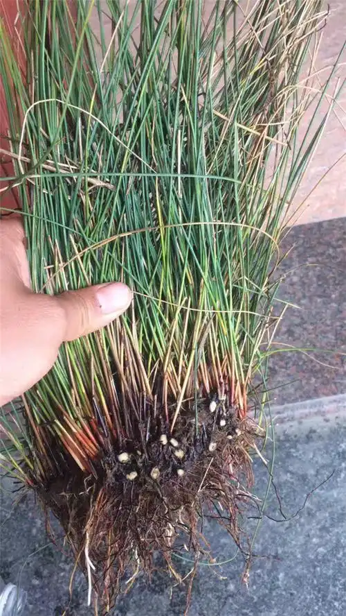 灯心草水生植物灯心草灯心草价格